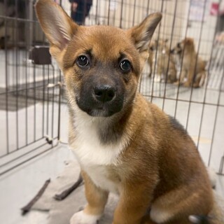 かわいい子犬　りんごくん　3ヶ月