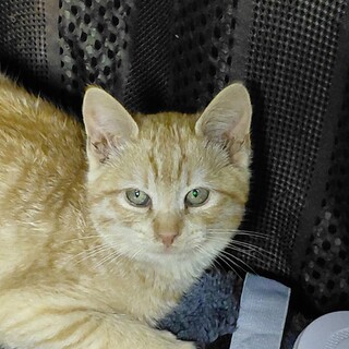 茶トラ男の子3ヶ月