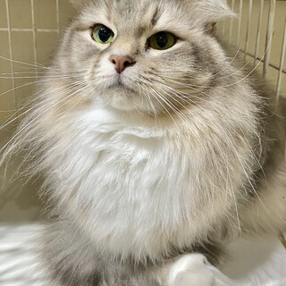 ★穏やかなグリーンアイのサイベリアン　メス