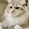 ★穏やかなグリーンアイのサイベリアン　メス サムネイル2