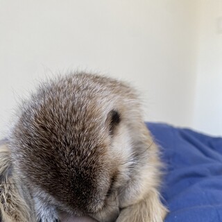 ミーヤキャット女の子3歳