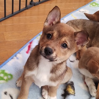 約2ヶ月半の男の子【イチョウ】