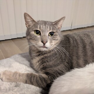 グレー毛色が魅力的［はるる君］