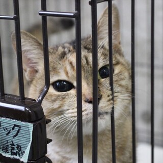 大怪我を乗り越えた【奇跡（きせき）】ちゃん