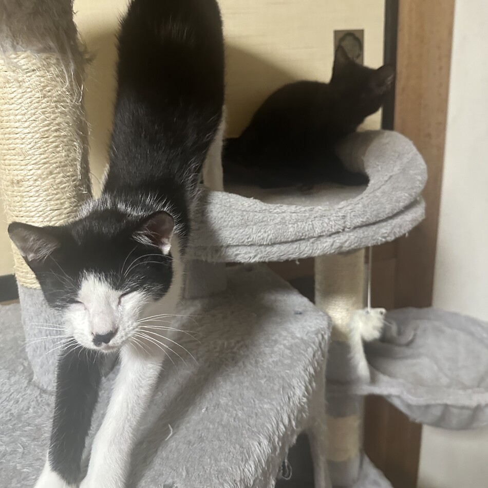 超絶甘えん坊なキキちゃんのカバー写真