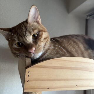 1/17譲渡会参加　茶白の男の子　栗之丞