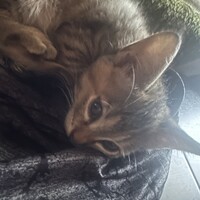 短足で超キュートなれもんちゃん