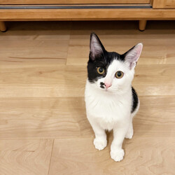 猫にゃんネットワーク府中{保護猫の譲渡会} サムネイル2