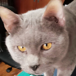 猫にゃんネットワーク府中{保護猫の譲渡会} サムネイル3