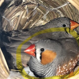 キンカチョウ(オス)1羽の里親を募集しています