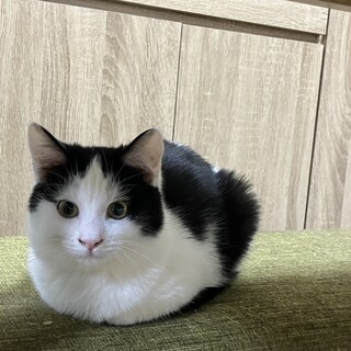 人慣れ訓練中★まん丸顔の白黒の男の子★