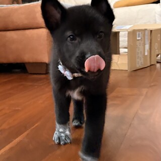 コロコロだけど天才犬!?思慮深い子犬