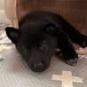 コロコロだけど天才犬!?思慮深い子犬 サムネイル3
