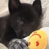 コロコロだけど天才犬!?思慮深い子犬 サムネイル5