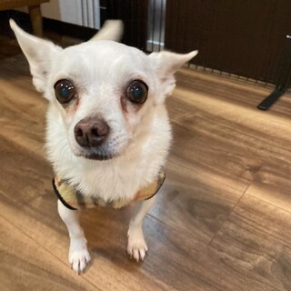 可憐でおしとやかなスムースチワワの女の子