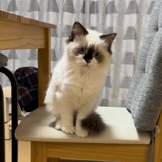 生後7ヶ月のラグドール女の子　