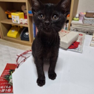 愛嬌たっぷり黒猫くんです