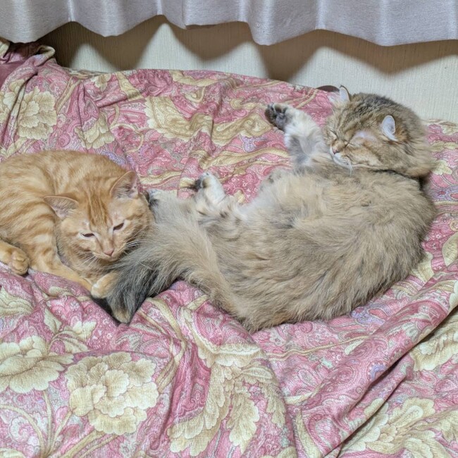 中岡動物病院のカバー写真