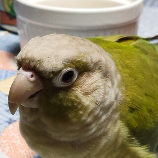 【里親さん募集】ホオミドリウロコインコ