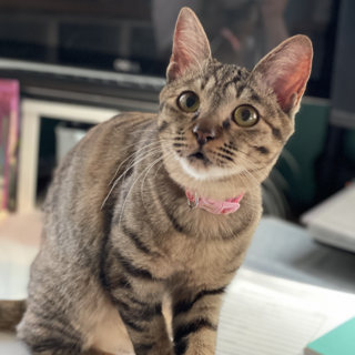 お膝大好き★こいちゃん★強運の女神