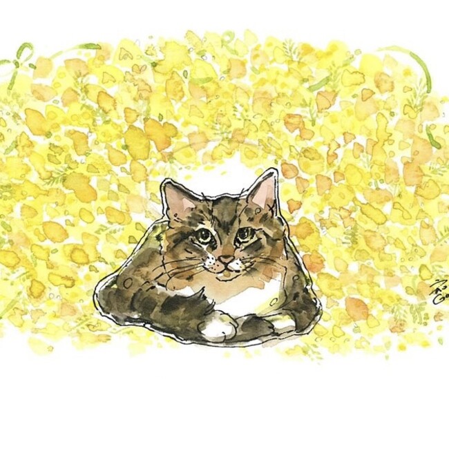 保護猫kukkaのカバー写真