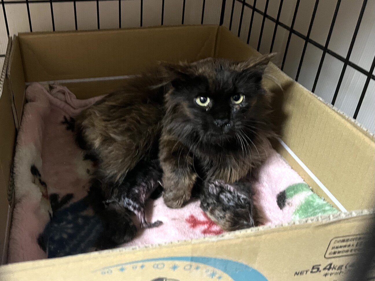 長毛黒猫★人慣れからチャレンジしてみたい方希望 サムネイル5