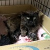 長毛黒猫★人慣れからチャレンジしてみたい方希望 サムネイル5