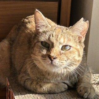 ヤンチャだけど勘が良い！クスクスちゃん