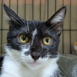 遊び好きなおてんば娘きょうれいちゃん