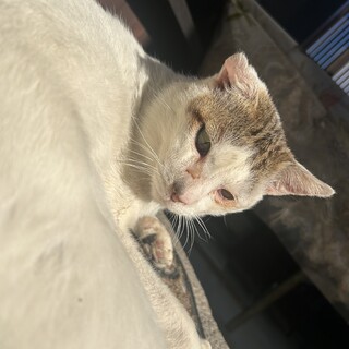 人懐っこい甘えん坊オス猫／去勢予定