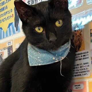 遊ぶの大好きあまえんぼうチュロ