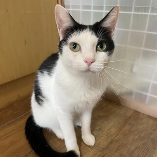 人間大好きだけど他の猫ちゃんは苦手なくるるちゃん