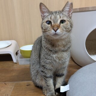 穏やかな女の子、グラタンちゃん