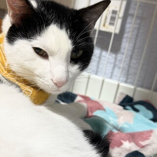 好奇心旺盛な光秀くん！