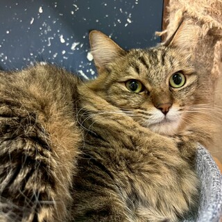 怖がりだけど優しい、パフェちゃん