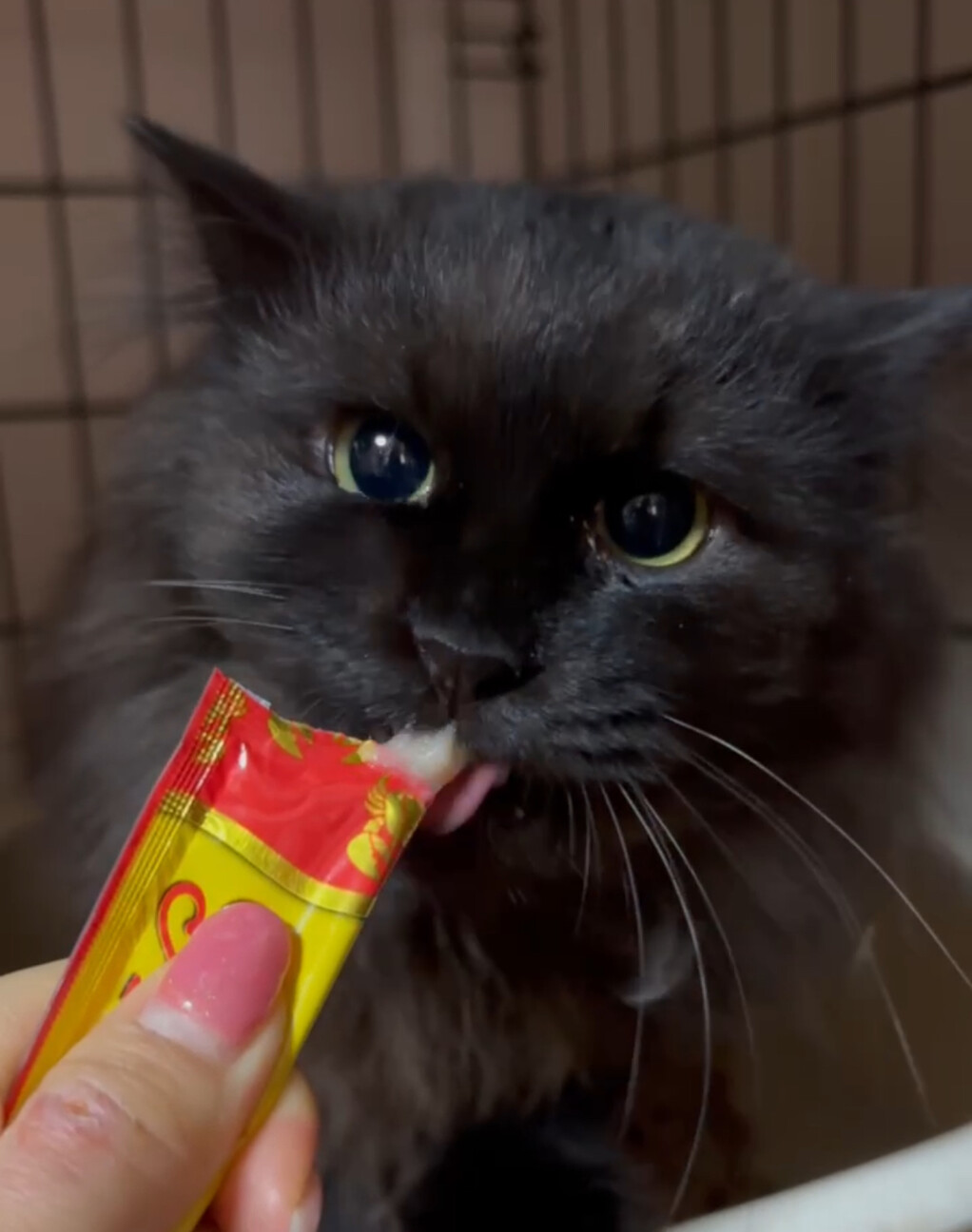 長毛黒猫★人慣れからチャレンジしてみたい方希望 サムネイル2