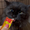 長毛黒猫★人慣れからチャレンジしてみたい方希望 サムネイル2