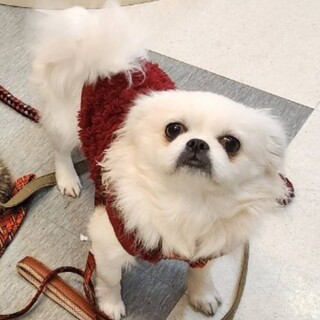 人が大好きなペキチワ（ペキニーズ×チワワ）