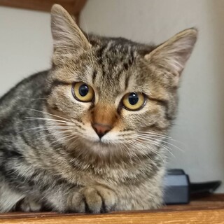 里親決定。しじみちゃん4ヶ月