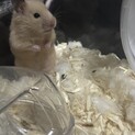 ハムスター