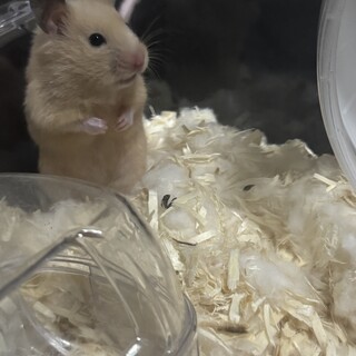 ハムスター