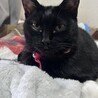 ぴこぴこちゃ