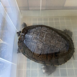 急募、ミドリガメ