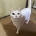 白猫オッドアイ　女の子　9歳　ニャミーちゃん