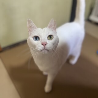 シロネコ 白猫 × 奈良県が募集対象」保護猫の里親募集情報 :: ペットのおうち