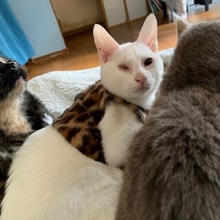 ハンデ無し人懐こい白猫JJ