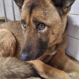 元飼い犬ですが処分対象　収容期限1/15