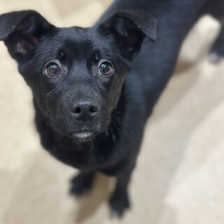 人が大好きで元気いっぱいの女の子・ミオ