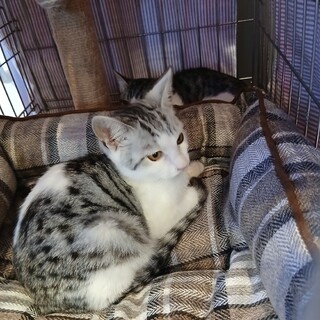 「再募集」抱っこ大好き❤️5ヶ月の甘々サバ白男子