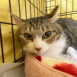 にゃんクルー保護猫さん譲渡会